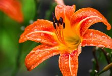 Дожди и грозы накроют Алматы