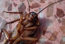 Клопы заполонили квартиры Алматы