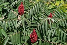 Ядовитое растение в центре Актау обеспокоило горожан