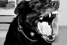 Оторвано ухо: собаки напали на ребенка в Алматинской области