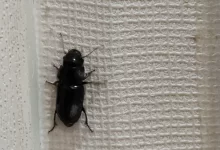 Жители Актау жалуются на нашествие насекомых