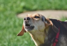 "Дети дразнили собак": хозяин животных в Алматинской области не признает вины