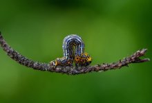 Гусеницы атаковали деревья в нескольких районах ВКО