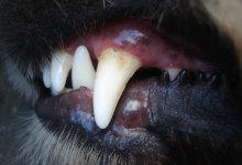 В сети появилось видео нападения собак на ребенка в Алматинской области