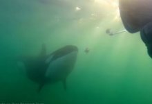 Киты-убийцы стали предлагать людям еду