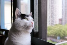 Тела убитых супругов нашли рядом с зарезанными питомцами