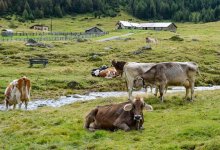 Эпизоотическая ситуация в ВКО остается стабильной