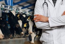 "Безопасность страны начинается с хлева": о чем молчат ветеринары