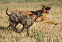 Кровавое утро в Павлодаре: собаки искусали жителей города