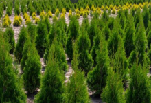 Первый крупный лесной питомник создадут в Алматы