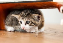 Дети подожгли кошку ради "развлечения"