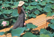 Лотосы зацвели в Атырауской области (ВИДЕО)