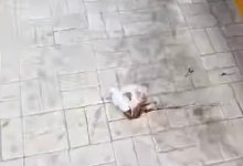 Астанчане выбросили из окна пакет с фекалиями