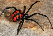 Каракурты атаковали побережье озера в Баянауле