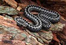 Гадюки нападают на женщин в России