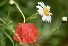 Астану ждет неделя дождей, ветра и резкого похолодания