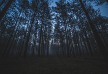 Бывшие коллеги жестоко избили лесника в Щучинске: что решил суд