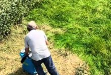 Траву красят в Алматы: объяснение от акимата