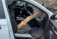 Ветка дерева пробила лобовое стекло автомобиля в Алматы (ВИДЕО)