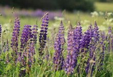 Какая погода ожидается в Шымкенте 2 августа