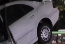 Легковушка взлетела на дерево в Алматы