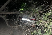 Дерево придавило автомобиль в Темиртау