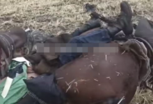 Молния убила всадника, лошадь и собаку в области Жетысу