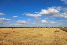 От мелкого фермера до зеленого экспорта: каким будет устойчивый агробизнес Казахстана