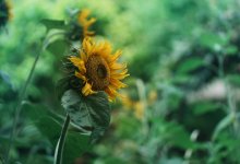 Без дождей и с жарой: засуха прогнозируется в ряде регионов Казахстана