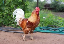 Житель Шымкента устроил петушиные бои и попал на штраф