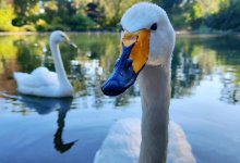 Мужчина сел в тюрьму за грубое обращение с лебедем в Ботаническом саду Алматы