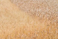 Почему аграрный рынок Казахстана привлекателен для инвесторов