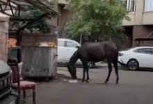 Лошадь съела арбуз во дворе ЖК в Алматы