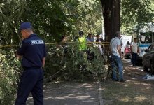 Ветка от дерева убила девушку в Алматы