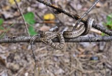 Нашествие змей зафиксировали в пригороде Атырау