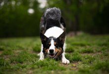 Собака набросилась на человека в Алматы (ВИДЕО)