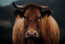 Подняла на рога: корова забодала играющую в песочнице девочку в Павлодарской области