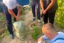 Плантацию конопли в кукурузном поле вырастил житель Алматинской области (ВИДЕО)