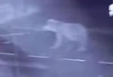 Возле акимата в ВКО был замечен медведь