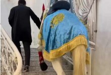 Конь на тое в Шымкенте возмутил казахстанцев