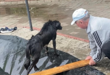 Мужчина нырнул в фонтан, чтобы спасти бродячую собаку в Актобе
