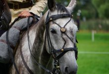 Девушка упала с лошади и получила тяжелые травмы в Астане