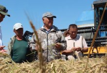 Новый сорт риса вывели в Казахстане