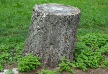 Конкурс на вырубку несуществующих деревьев отменила прокуратура в Семее