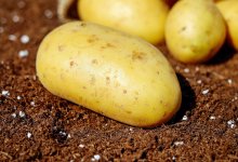 Нарушения при продаже картофеля выявлены в Карагандинской области