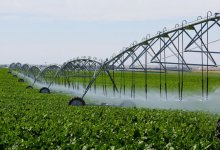 Как Qyzylsha Zher и К-Агро меняют аграрную карту страны