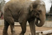 Исходы матчей предсказывает слониха в зоопарке Алматы