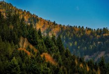 Леса без статуса: тысячи гектаров леса в СКО не числились в гослесфонде