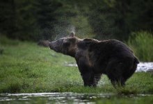 Медведь пробрался в дом и убил охотника