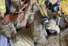 Лошадь вытащили из двухметрового погреба в Карагандинской области (ВИДЕО)